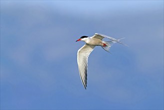 Common Tern, Common Tern, Common Tern, (Sterna hirundo), family of terns, biotope, foraging, flight