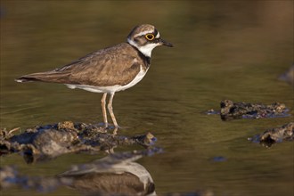 Little Ringed Plover, Little Ringed Plover, (Charadrius dubius), plover family, biotope, foraging,