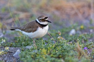 Little Ringed Plover, Little Ringed Plover, (Charadrius dubius), plover family, biotope, foraging,