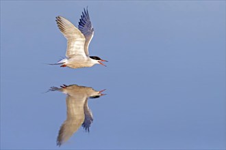 Common Tern, Common Tern, Common Tern, (Sterna hirundo), family of terns, biotope, foraging, flight