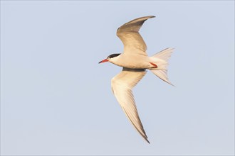 Common Tern, Common Tern, Common Tern, (Sterna hirundo), family of terns, biotope, foraging, flight