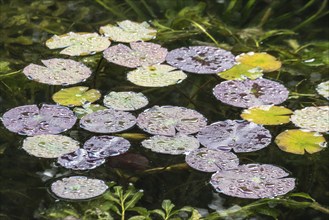 Water lily leaves (Nymphaea) in autumn leaves with raindrops, Emsland, Lower Saxony, Germany,