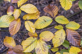 Beech leaves (Fagus sylvatica) in autumn foliage, Emsland, Lower Saxony, Germany, Europe