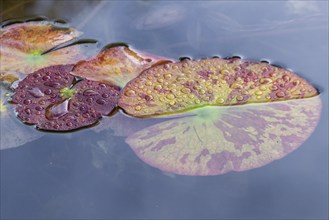 Water lily leaves (Nymphaea) in autumn leaves with raindrops, Emsland, Lower Saxony, Germany,