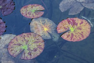 Water lily leaves (Nymphaea) in autumn leaves with raindrops, Emsland, Lower Saxony, Germany,