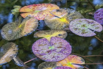 Water lily leaves (Nymphaea) in autumn leaves with raindrops, Emsland, Lower Saxony, Germany,