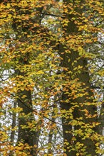 Beech leaves (Fagus sylvatica) in autumn foliage, Emsland, Lower Saxony, Germany, Europe