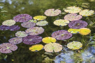 Water lily leaves (Nymphaea) in autumn leaves with raindrops, Emsland, Lower Saxony, Germany,