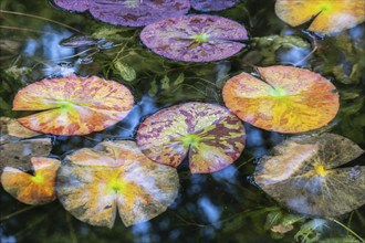 Water lily leaves (Nymphaea) in autumn leaves with raindrops, Emsland, Lower Saxony, Germany,