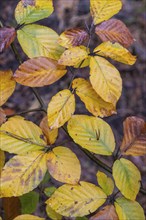 Beech leaves (Fagus sylvatica) in autumn foliage, Emsland, Lower Saxony, Germany, Europe