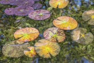 Water lily leaves (Nymphaea) in autumn leaves with raindrops, Emsland, Lower Saxony, Germany,