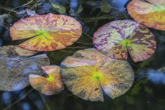 Water lily leaves (Nymphaea) in autumn leaves with raindrops, Emsland, Lower Saxony, Germany,