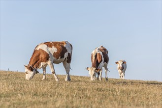 Herd of Montbeliarde cows in a pasture. Doubs, France, Europe