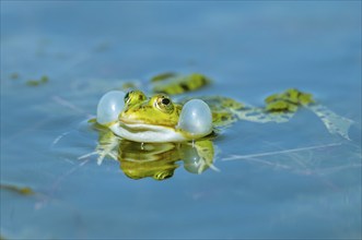 Marsh frog (Rana ridibunda) in a pond in spring. Black-headed frog (Rana ridibunda) in a pond in