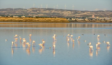 Group of beautiful flamingo birds at sunset with reflections, walking at the Salt lake of Larnaca