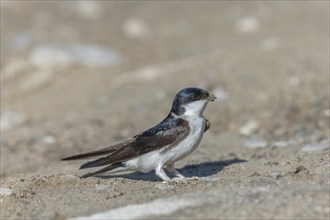 House martin (Delichon urbicum) on the ground to recover mud with which it builds its nest. Alsace,