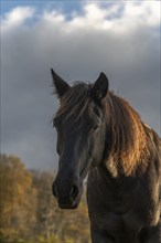 Horse portait in a mountain pasture. France