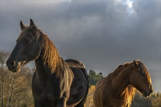 Horse portait in a mountain pasture. France