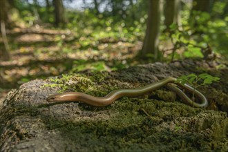 Slow worm (Anguis fragilis) on floor of forest. Alsace, France, Europe