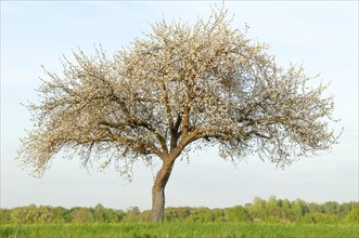 Apple blossom in spring. France