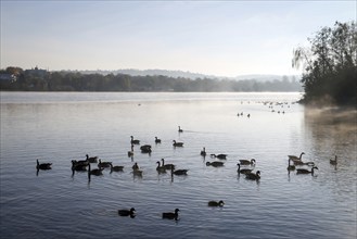 Essen, North Rhine-Westphalia, Germany, autumn on Lake Baldeney. Geese and ducks swim in the