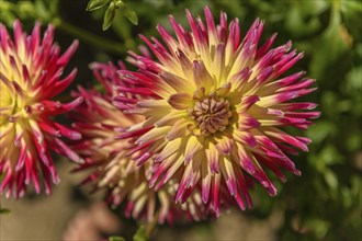 Dahlia flowers growing in a french garden park