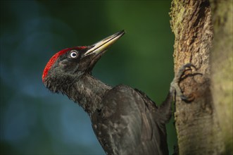 Black Woodpecker (Dryocopus martius) bringing ant larvae to feed her chicks in the nest. Alsace,