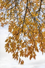 Cherry branch with orange leaves in autumn. France