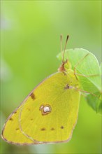 Clouded Yellow (Colias croceus) posed in the vegetation of a meadow in spring. Alsace, Grand est,