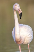 Portrait of a flamingo in a Camargue marsh., animal in the nature habitat, France, Europe