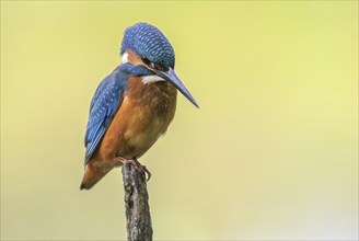 Kingfisher perched on a branch above the water of a pond