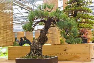 Bonsai, Japanese white pine (Pinus parviflora) . Age, about 50 years. Exhibition of Bonsai in