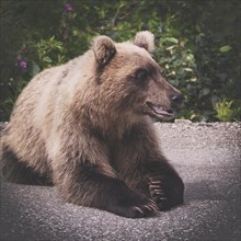 Hungry and angry wild Kamchatka brown bear lies and look away. Eurasia, Russian Far East, Kamchatka