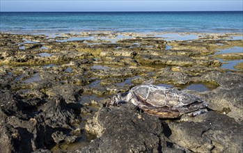 A dead decay turtle Caretta careta on a rocky beach. Protaras Cyprus