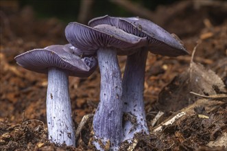 Wood Blewit (Lepista nuda) edible blue mushroom in a forest