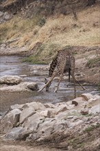 Giraffe bends its feet while drinking in a dry river