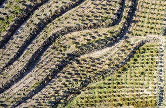 Drone aerial of agriculture farmland field with olive trees. Cyprus Europe