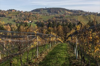 Autumn atmosphere, hilly landscape and vineyard with foliage colouring, behind Demmerkogel with