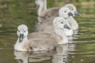 Mute swan chicks (Cygnus olor) swiming in a river in spring. Alsace, France, Europe