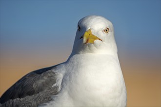 Isolated seagull face from Essaouira, Morocco, Africa