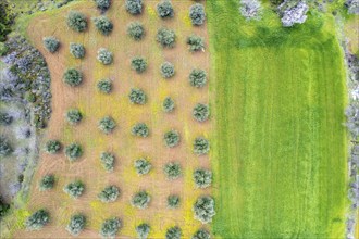 Olive grove top view and green meadow field. Aerial drone view of olive trees. Agriculture aerial