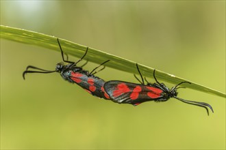 Six-spot burnet (Zygaena filipendulae) mating in a meadow