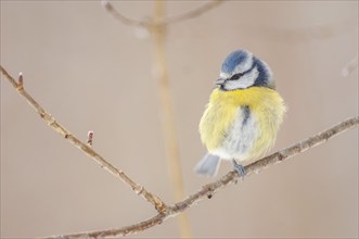 Mesange bleueBlue Tit (Cyanistes caeruleus) perched on a branch. Alsace, France, Europe