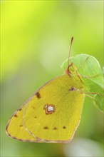 Clouded Yellow (Colias croceus) posed in the vegetation of a meadow in spring. Alsace, Grand est,