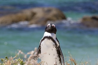 Head close up of African penguin on beach with warmth in Africa