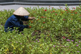 Unrecognised Vietnamese gardener planting flowers and taking care of the flower garden