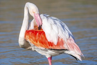 Portrait of a flamingo in a Camargue marsh., animal in the nature habitat, France, Europe