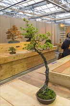 Bonsai, Japanese white pine (Pinus parviflora) . Age, about 30 years. Exhibition of Bonsai in