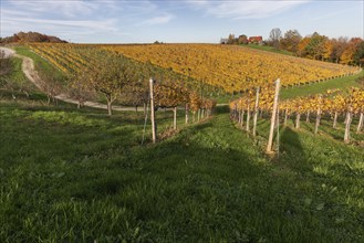 Autumn atmosphere, foliage colouring in the vineyard, near Kitzeck, Sausal wine country, Styria,