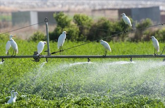 Cattle egret birds resting and flying in agricultural field during watering. Cyprus